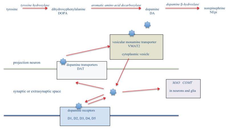 Dopamine biochemistry