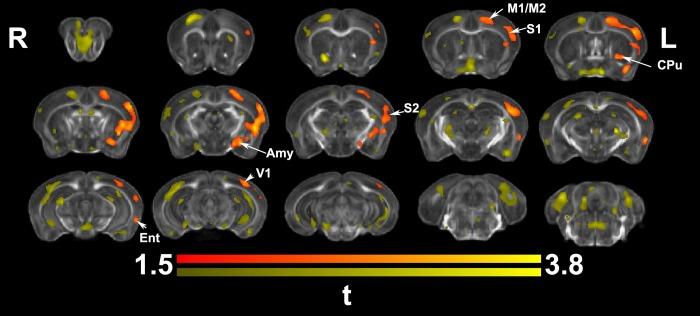 Ex vivo voxel based morphometry identified areas of significant enlargement in trained animals relative to controls