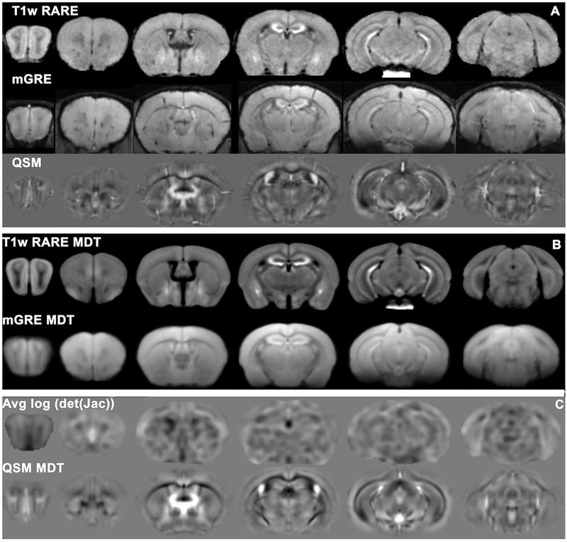 T1-weighted RARE and mGRE mouse brain images