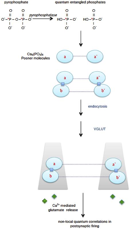 Proposal for quantum processing in the brain