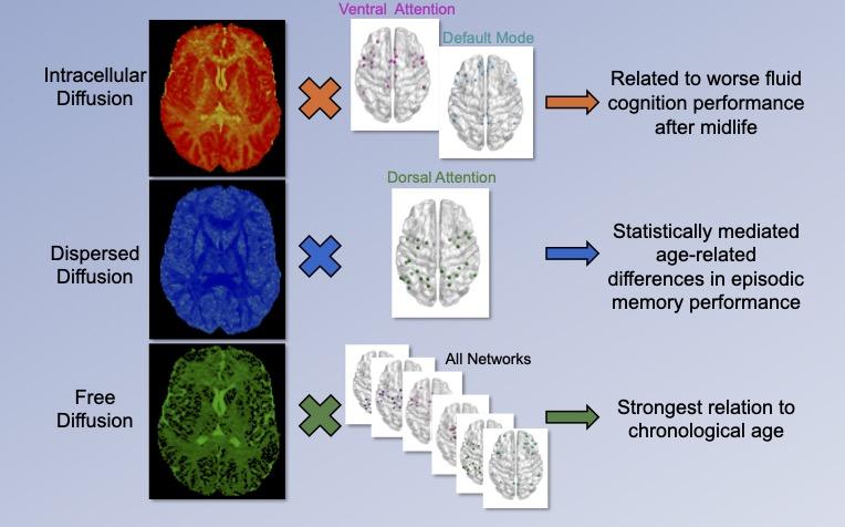 Merenstein graphical abstract