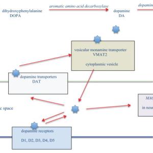 Dopamine biochemistry