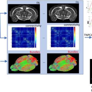 Flowchart for characterizing differences between mouse models based on connectivity