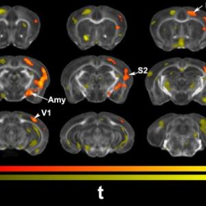 Ex vivo voxel based morphometry identified areas of significant enlargement in trained animals relative to controls