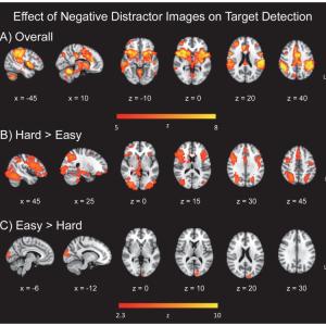 Effect of negative distractor images on target detection