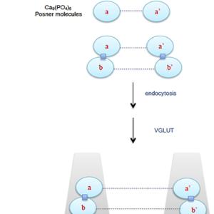 Proposal for quantum processing in the brain