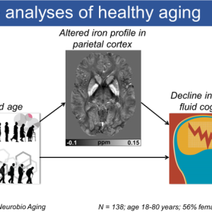 Figure: Depthwise analyses of healthy aging